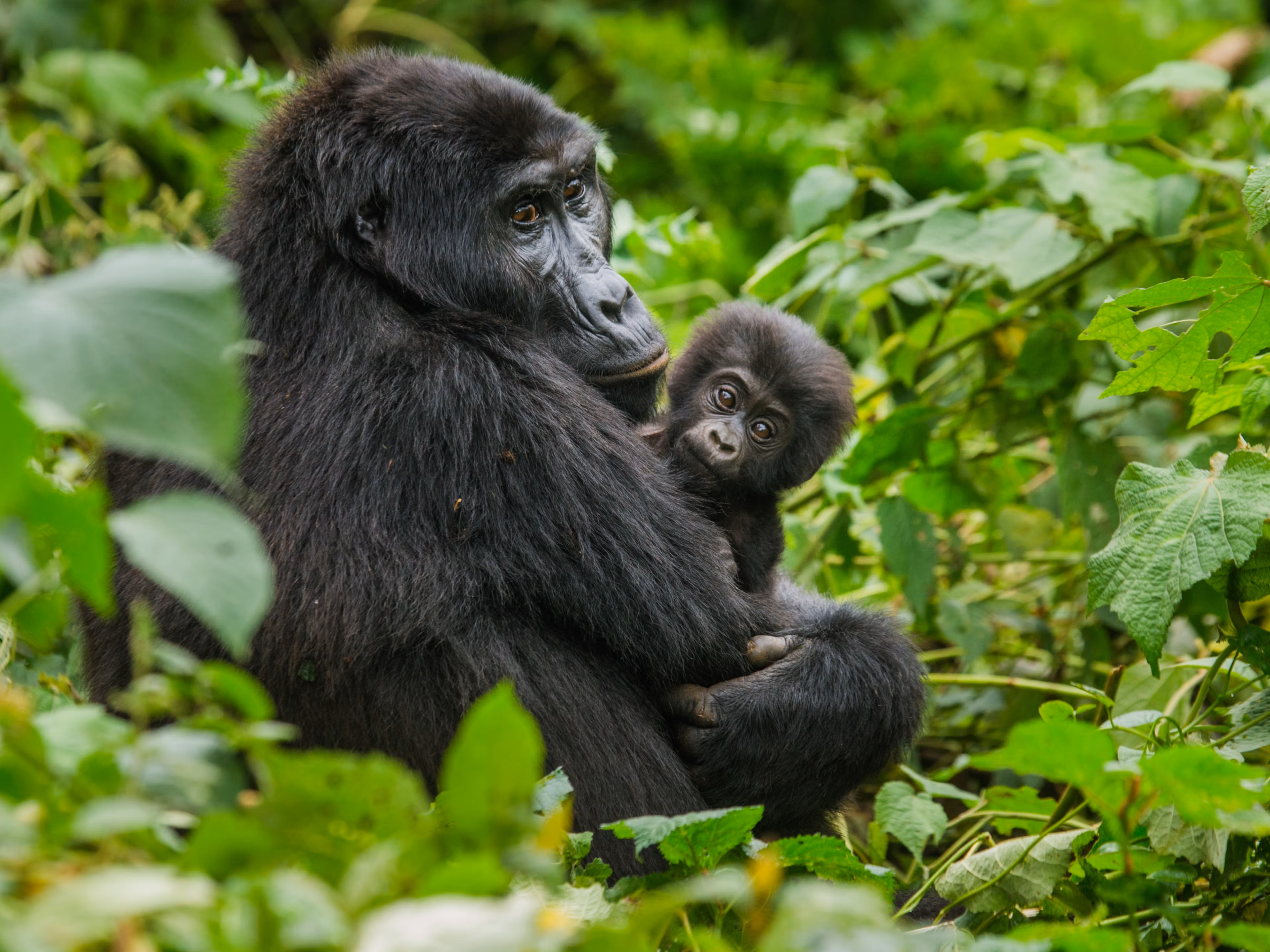 Gorilles de montagne dans leur habitat naturel au Rwanda